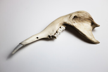 Kangaroo jaw on white background