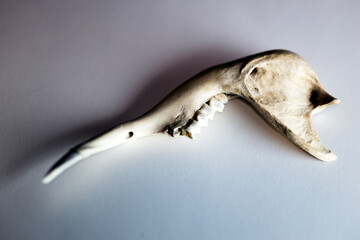 Kangaroo jaw on white background, top view