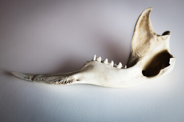 Kangaroo jaw on white background, top view with shadows