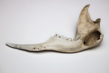 Kangaroo jaw on white background, top view. Clean white background