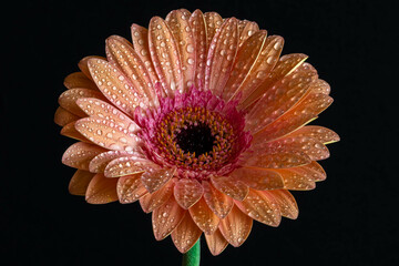 red gerbera flower