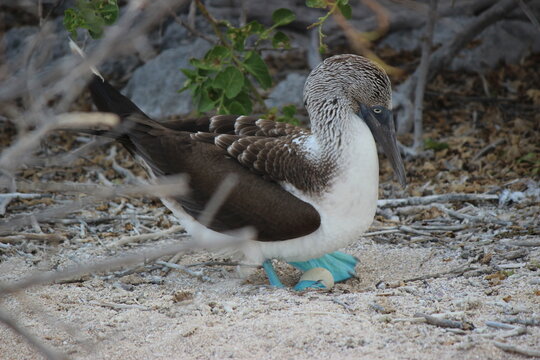 blue footed bubi (Blaufu&szlig;t&ouml;lpel) br&uuml;tet Ei auf den Galapagosinseln