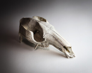 Kangaroo skull taxidermy on white background with shadows. Gothic mood picture