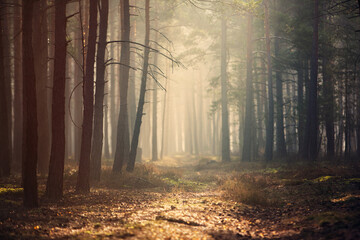 Jesienny las sosnowy we mgle © ukasz
