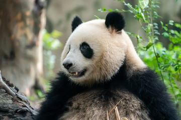 Obraz premium Panda eating shoots of bamboo. Rare and endangered black and white bear.