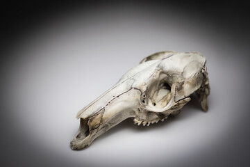 Kangaroo skull taxidermy on white background with shadows. Diagonal layout. Gothic mood picture