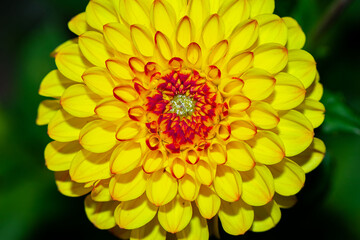 yellow dahlia flower