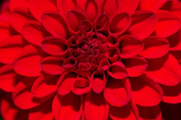 Raamstickers red dahlia flower © jacek