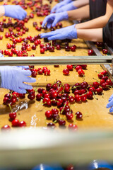 Naklejka na ściany i meble Fresh ripe red cherry sorting and selecting in a packing warehouse