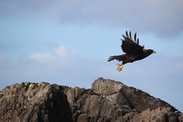 Fliegender Adler Galapagos Inseln