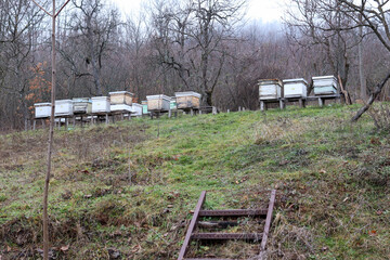 Fototapeta na wymiar Many wooden hives in a field on a winter morning in the village