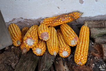Domestic ripe corn cobs on a stump in the countryside. Harvesting and autumn concept. Close up, selective focus