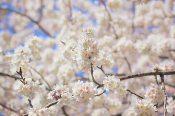 青空を背景に暖流桜のクローズアップ	