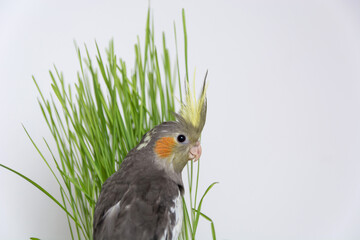 Young cute gray cockatiel parrot isolated on a white background with green wheat and copy space. Close up, selective focus