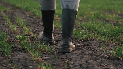 A farmer in boots walks across a field of green wheat sprouts. In the spring, a businessman walks...