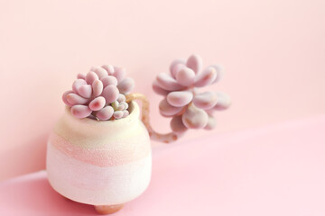 pink succulents plant on pink background