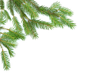 Fir tree branches isolated on white background, copy space. Christmas background.