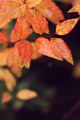 autumn leaves on the tree after rain