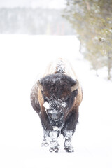 Obraz premium Bison along side of road in Yellowstone National Park