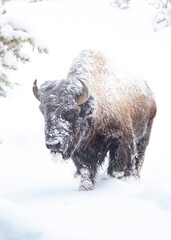 close-up view of a snow covered bison pauses in Yellowstone