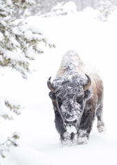 Bison in the snowy trees