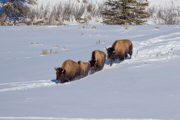Four bison crossing a snow covered field in Yellowstone National Park