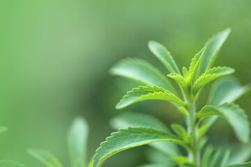 Stevia plant on green blurred background.Organic natural low calorie sweetener. Green stevia bush in the garden.Stevia fresh green twig. 