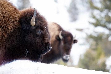 Bison head shot in winter
