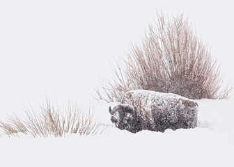 Snow covered bison clearing snow from grass in Yellowstone