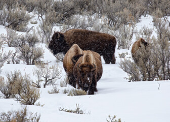 Bison wandering through the sage brush