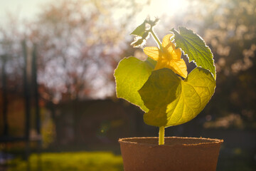Green seedlings in peat cups in the sun in a garden.cucumbers seedlings.Cucumbers green plants....