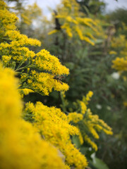 bee on yellow flowers in spring