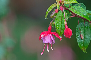 red and pink fuchsia 