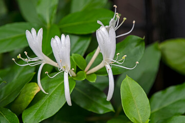  Japanese honeysuckle