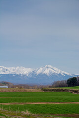 Fototapeta premium 春の緑のムギ畑と雪山 十勝岳連峰 
