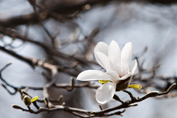 春の林の満開のコブシの花
