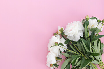 White pion flower on pink background.