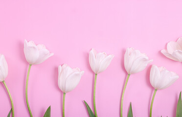 Bouquet of white tulips on pink background.