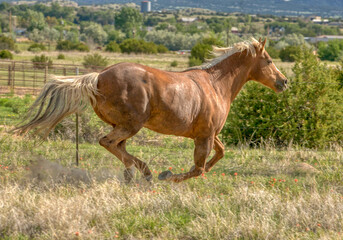 Palomino Quarter horse galloping on a ranch in Colorado
