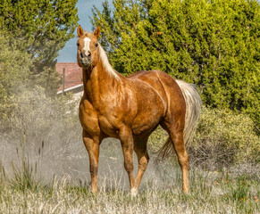 Palomino Quarter Horse  in Colorado