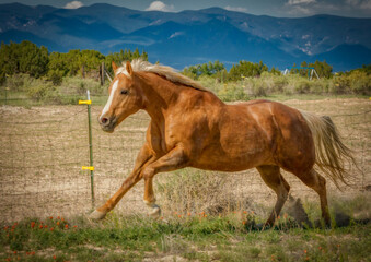 Palomino Quarter Horse  in Colorado