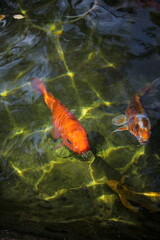 koi fish in the pond