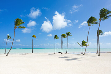 Juanillo beach with palm trees, white sand and turquoise caribbean sea. Cap Cana is a tourist area...