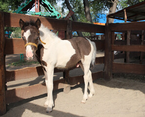 beautiful little horse in the paddock foal with a pony on the farm