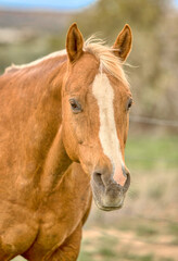 Obraz na płótnie Canvas Palomino Quarter Horse mare headshot
