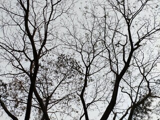 silhouette of a tree