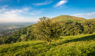 Malvern Hills ,meadow and Worcestershire Beacon in the summer,England,United Kingdom.
