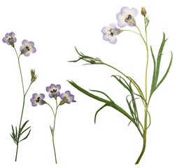 Obraz na płótnie Canvas Pressed and dried flower gilia isolated on white background. For use in scrapbooking, floristry or herbarium.