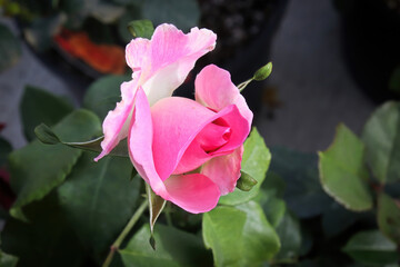 Fototapeta premium Closeup of a pink rose bush during the summer