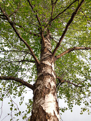 Single birch tree in the foreground